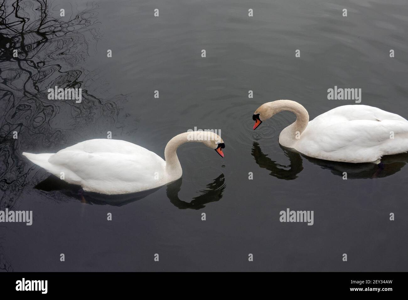 Two swans in the lake in Kissena Park look for food underwater. In Flushing, Queens, New York City. Stock Photo