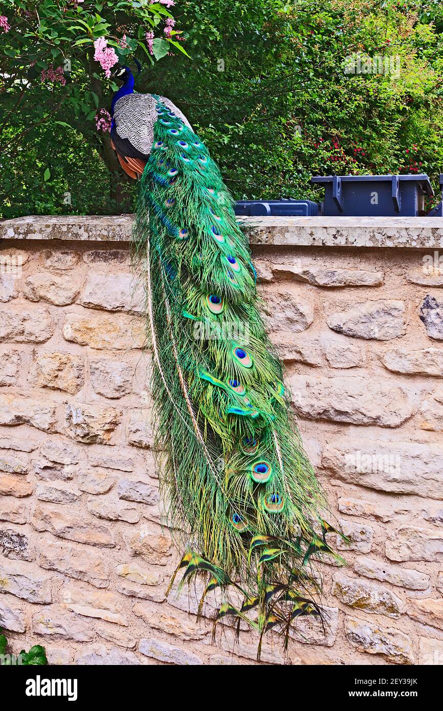 Peacock on wall Stock Photo
