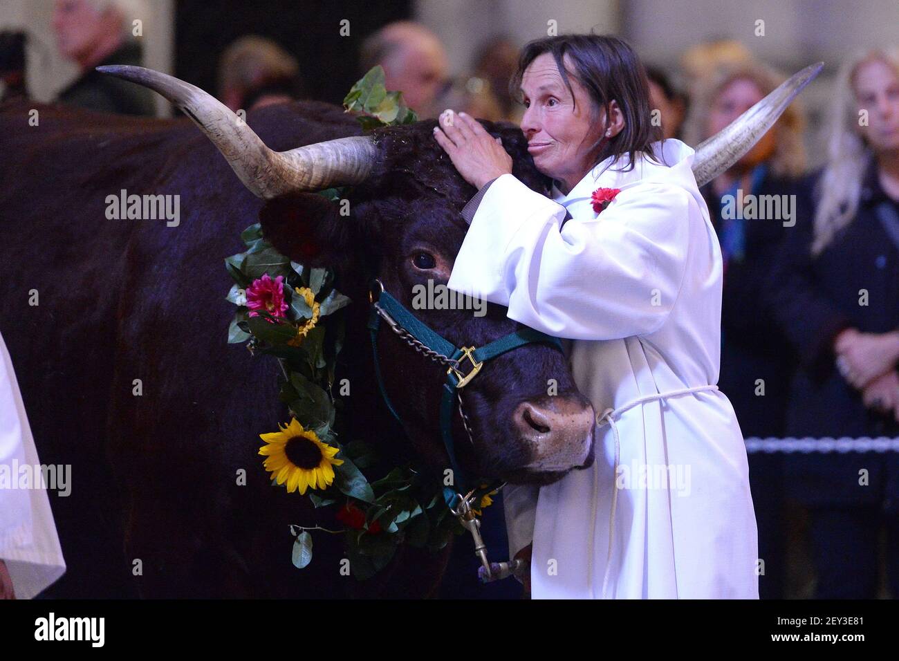 Bambi Brook comforts a bull inside the Cathedral St. John the Devine before  taking part in the blessing of the animals during the 30th Annual Feast of  St. Francis of Assisi inside