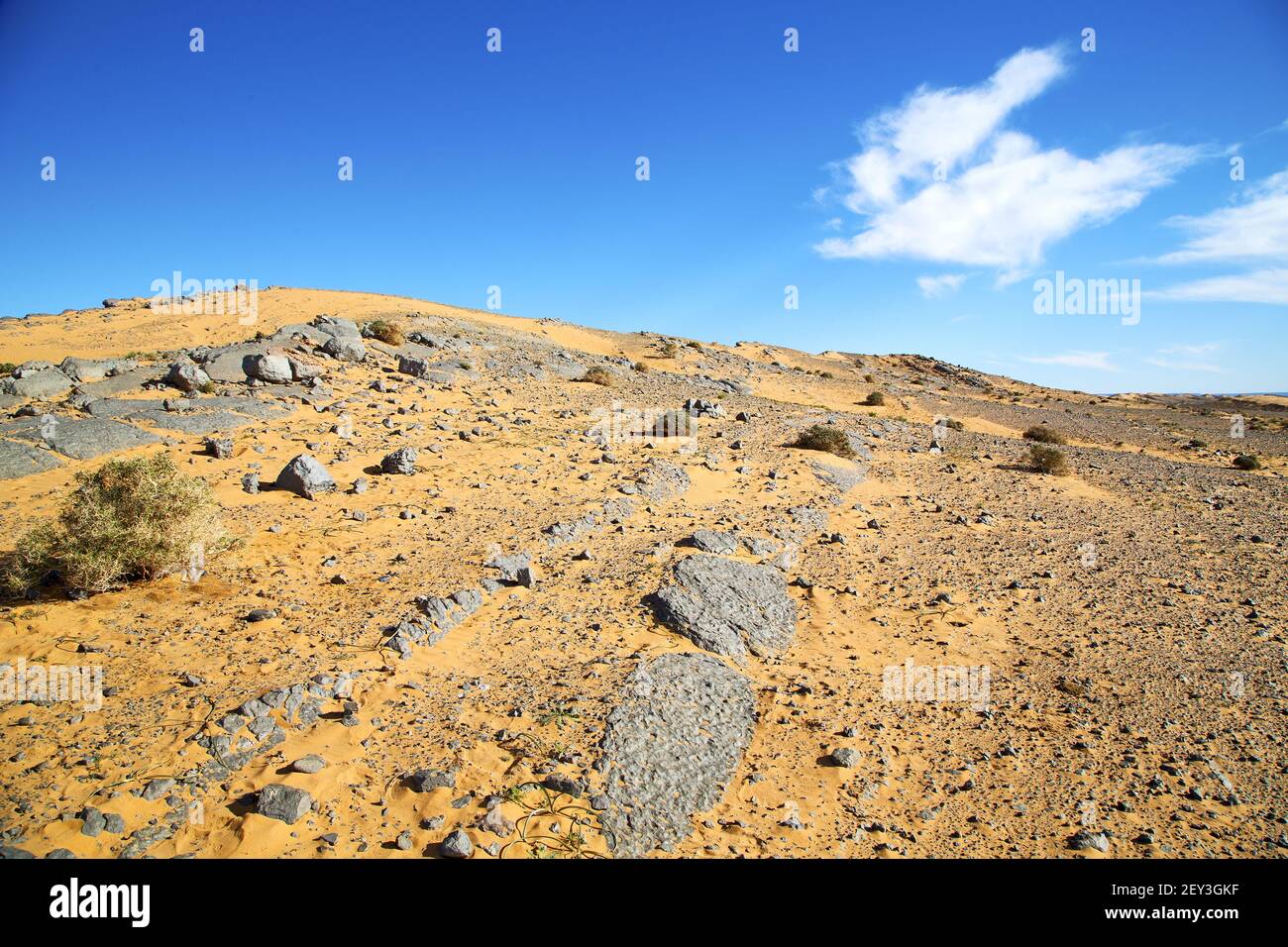 Old fossil in  the desert  bush sahara and    stone sky Stock Photo