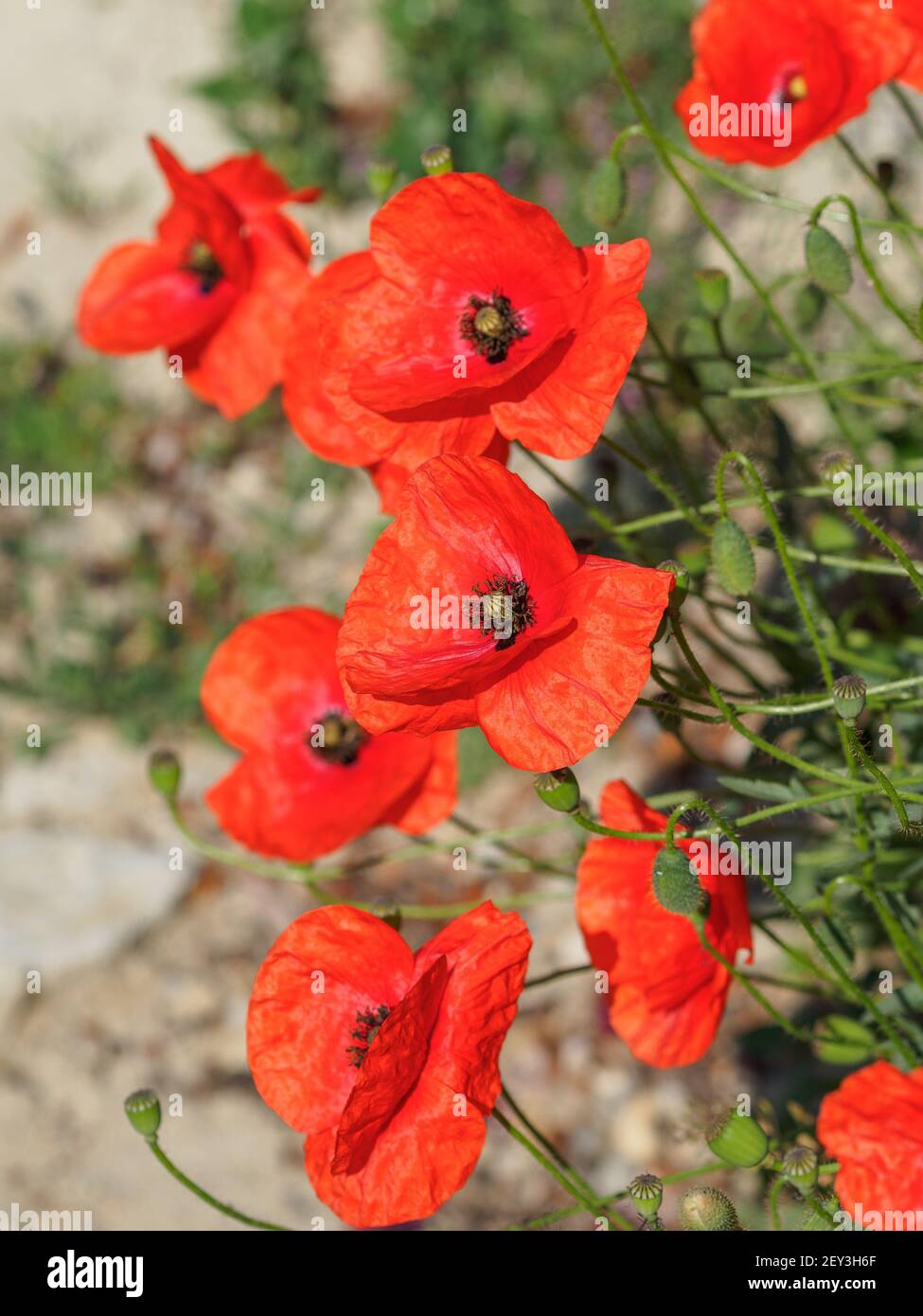 Field of subtle red poppy flowers - Papaver Rhoeeas in sunny summer day. Backlight. Sunny day. Shallow depth of field.  Stock Photo