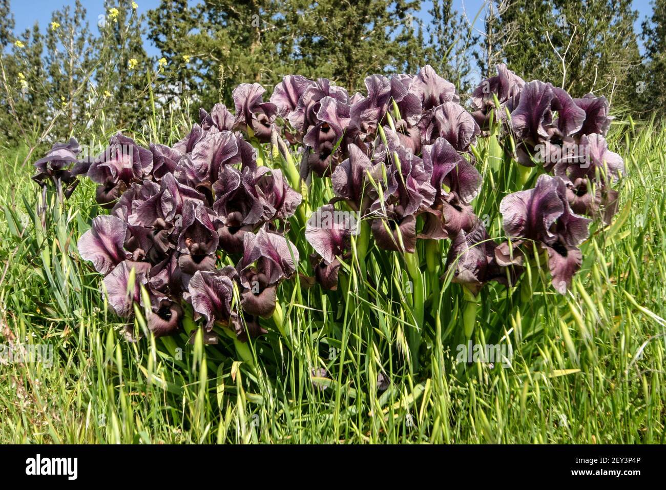 Iris haynei, the Gilboa iris Stock Photo - Alamy