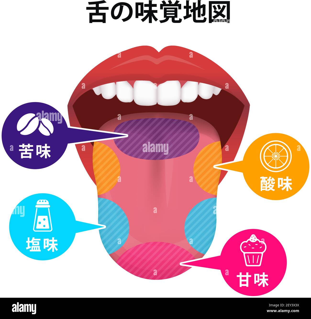Taste buds human tongue Cut Out Stock Images & Pictures - Alamy