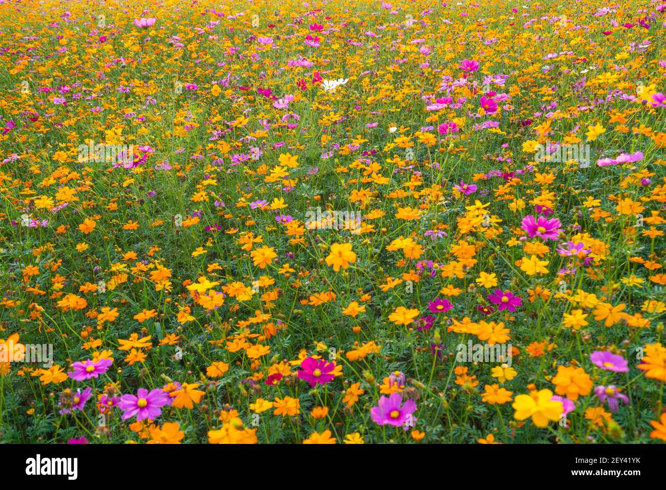 Pink cosmos flower farm hi-res stock photography and images - Alamy