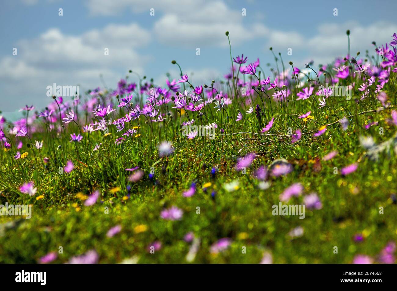 a flowery meadow of Osteospermum fruticosum, of the Angiosperm family. Italy, Europe Stock Photo