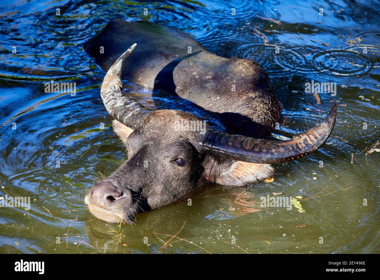 Feral, water buffalo (bubalus bubalis) cooling down in the river near Ham Tin The buffalo are not native to Hong Kong. These are the descendants of a Stock Photo
