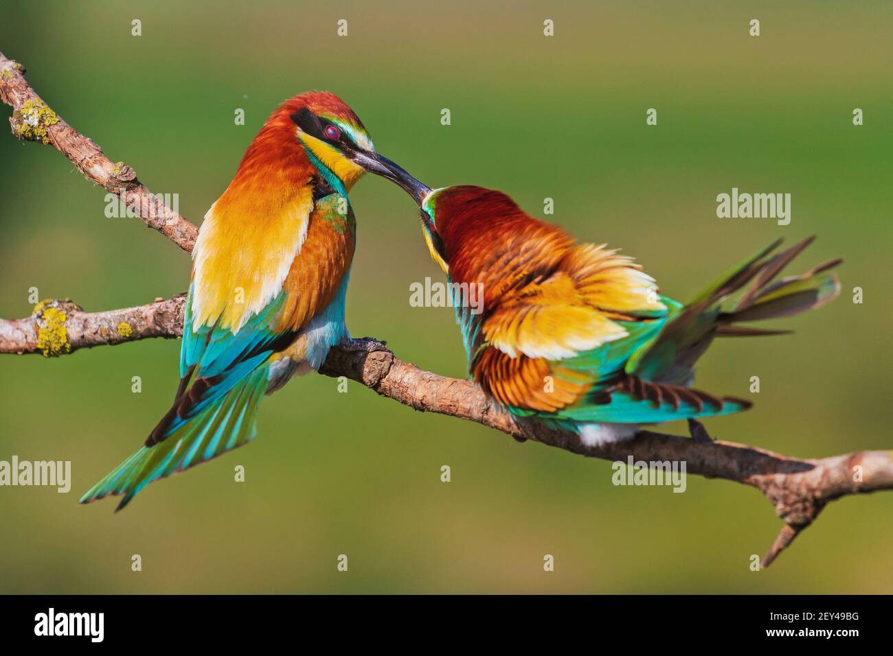 spring colorful birds kissing on the branch Stock Photo