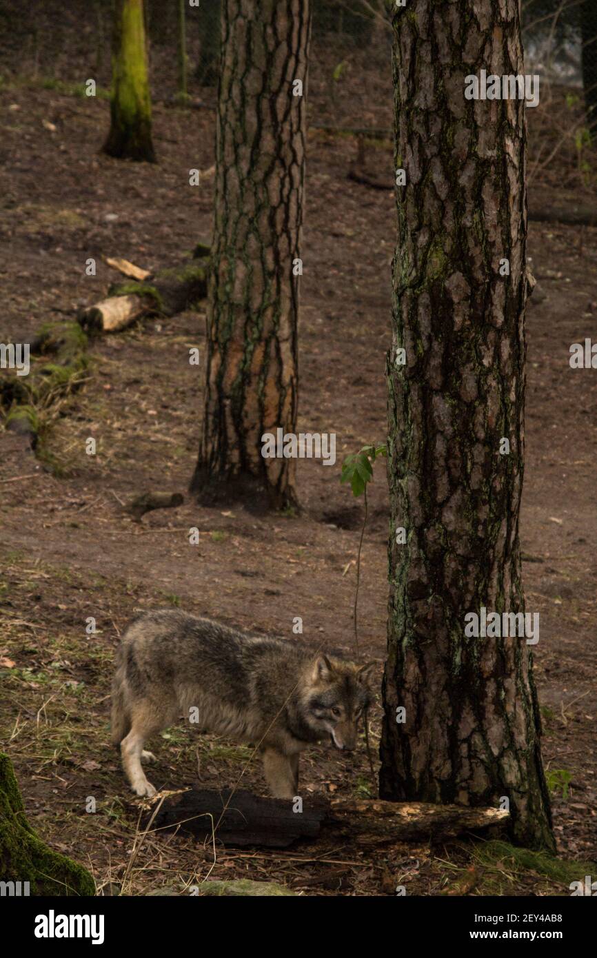 Wolf biting tree Stock Photo