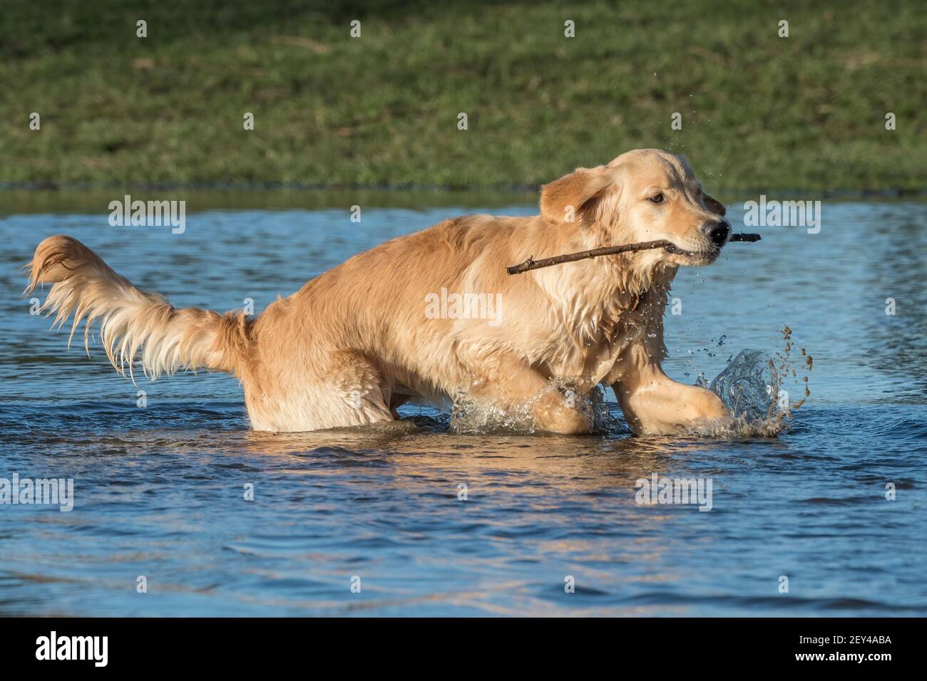 are golden retrievers hunting dogs