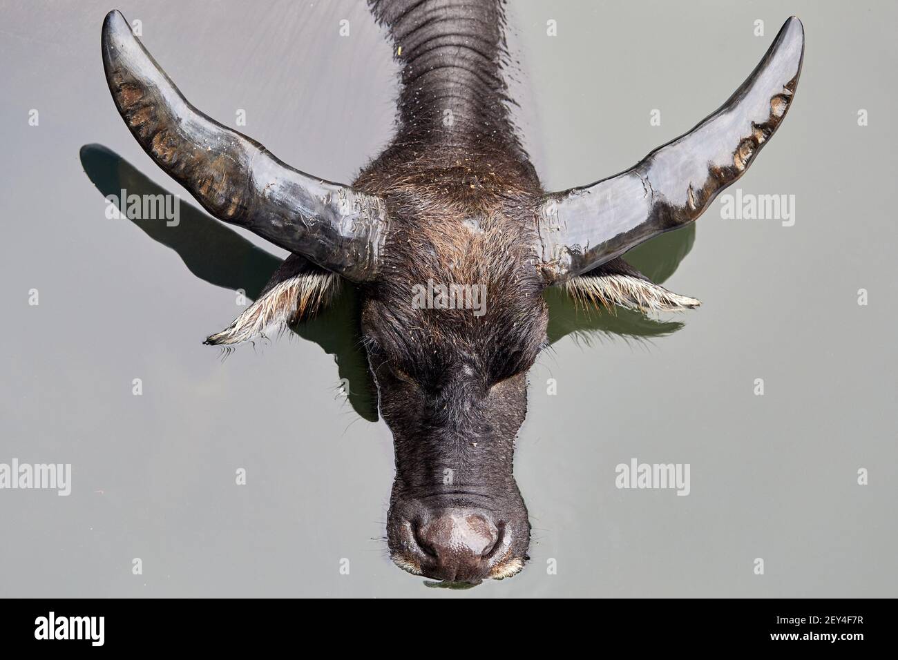 Feral, water buffalo (bubalus bubalis) cooling down in the river near Ham Tin The buffalo are not native to Hong Kong. These are the descendants of a Stock Photo