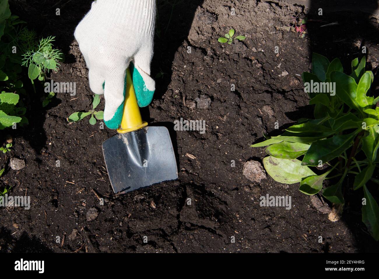 Farmer digging spade hand tool hi-res stock photography and images - Alamy