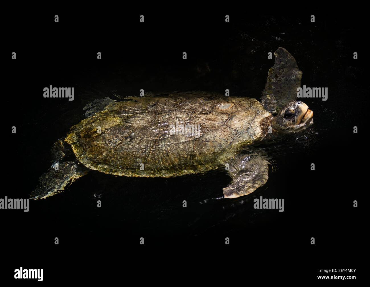 Sea turtle floating in the wild Stock Photo Alamy