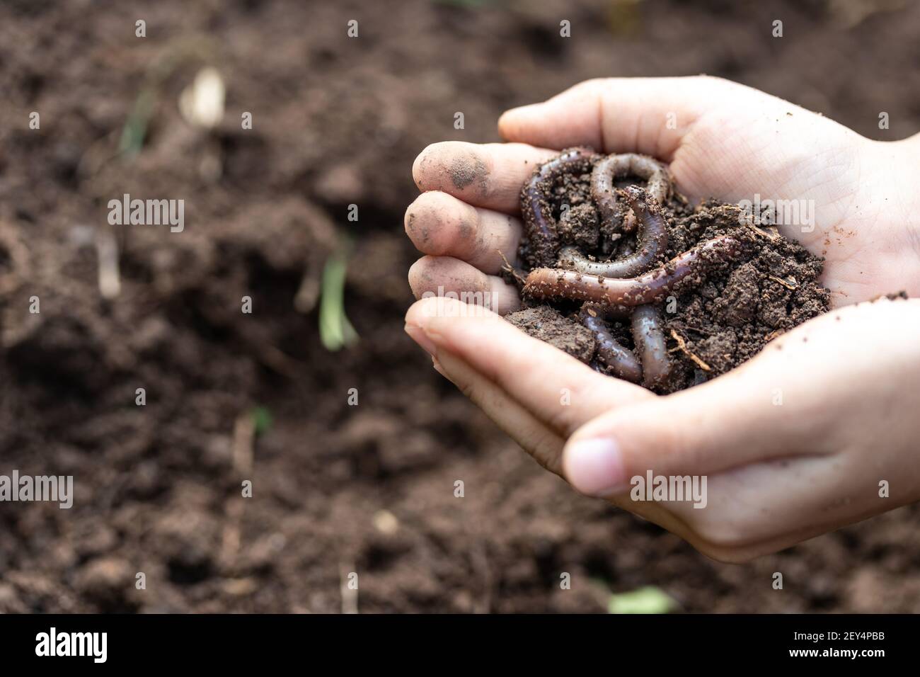Earthworms In Dirt High Resolution Stock Photography And Images Alamy