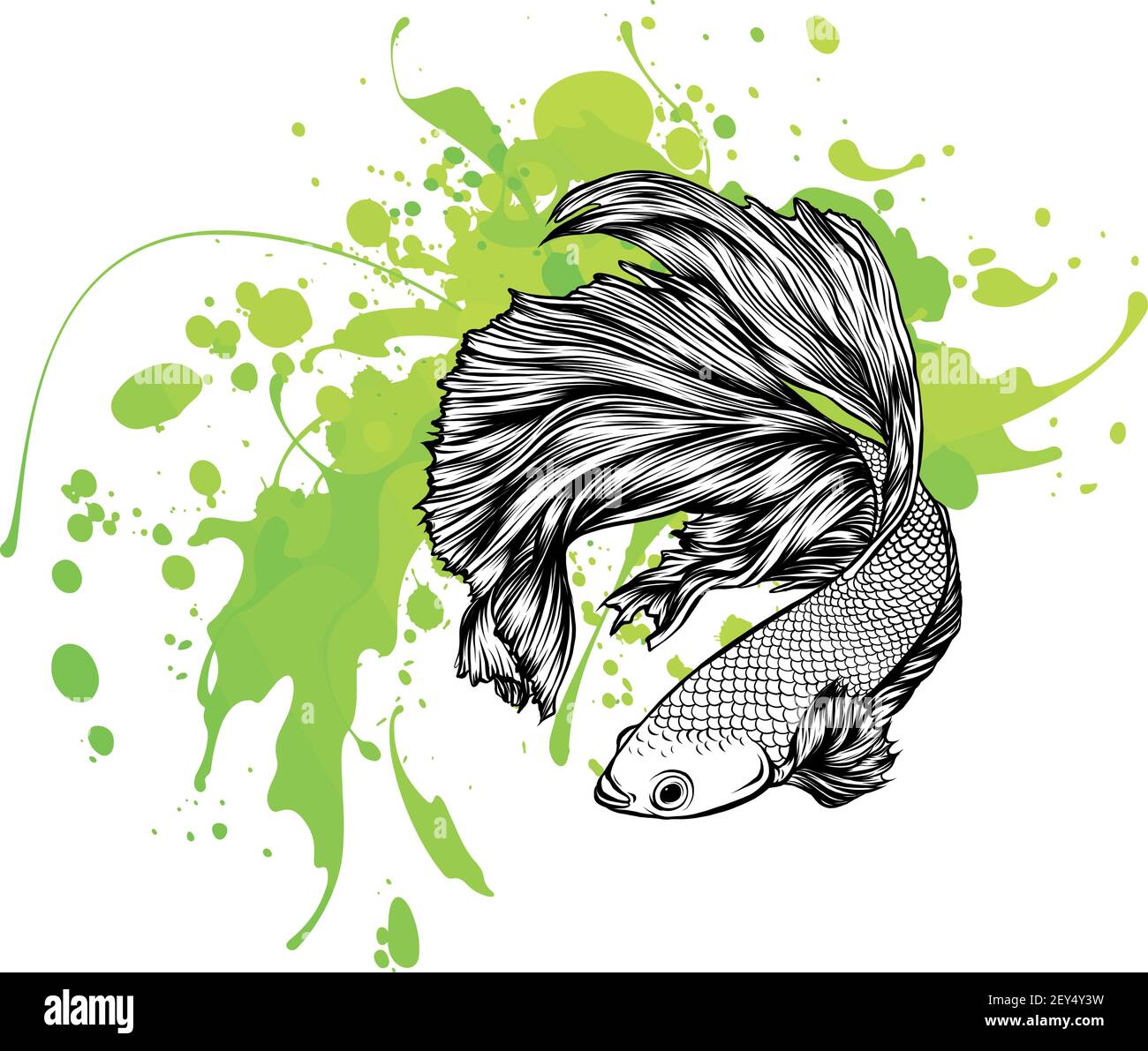 Colorful Betta Fish with green water splash Vector Illustration. Stock Vector