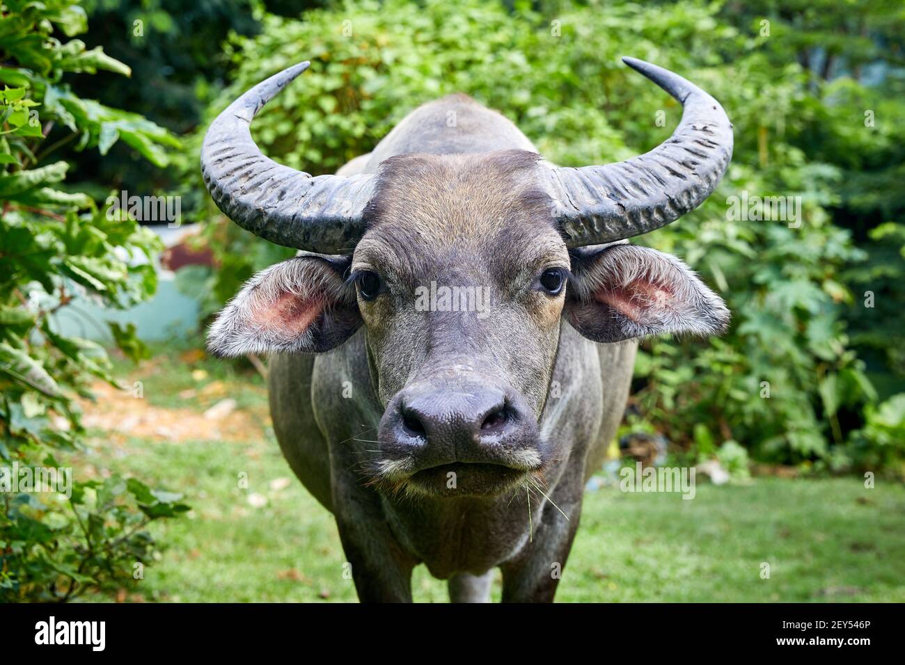 Feral, water buffalo (bubalus bubalis). Male about 12 years old The buffalo are not native to Hong Kong. These are the descendants of animals that w Stock Photo