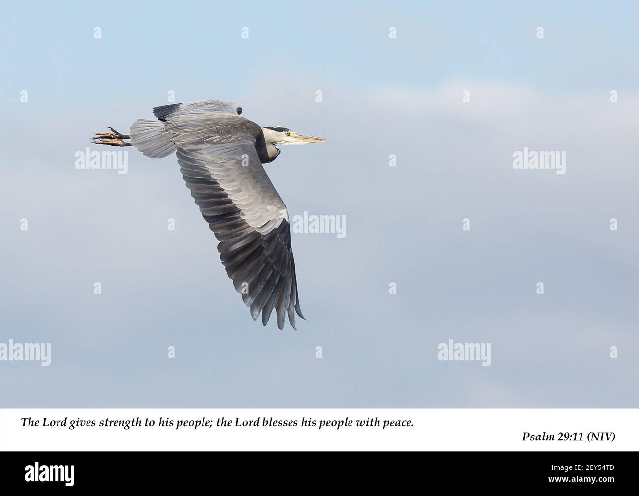 A single Grey Heron in flight from left to right with it's nearest wing fully extended with associated Christian scripture from the old testament. Stock Photo