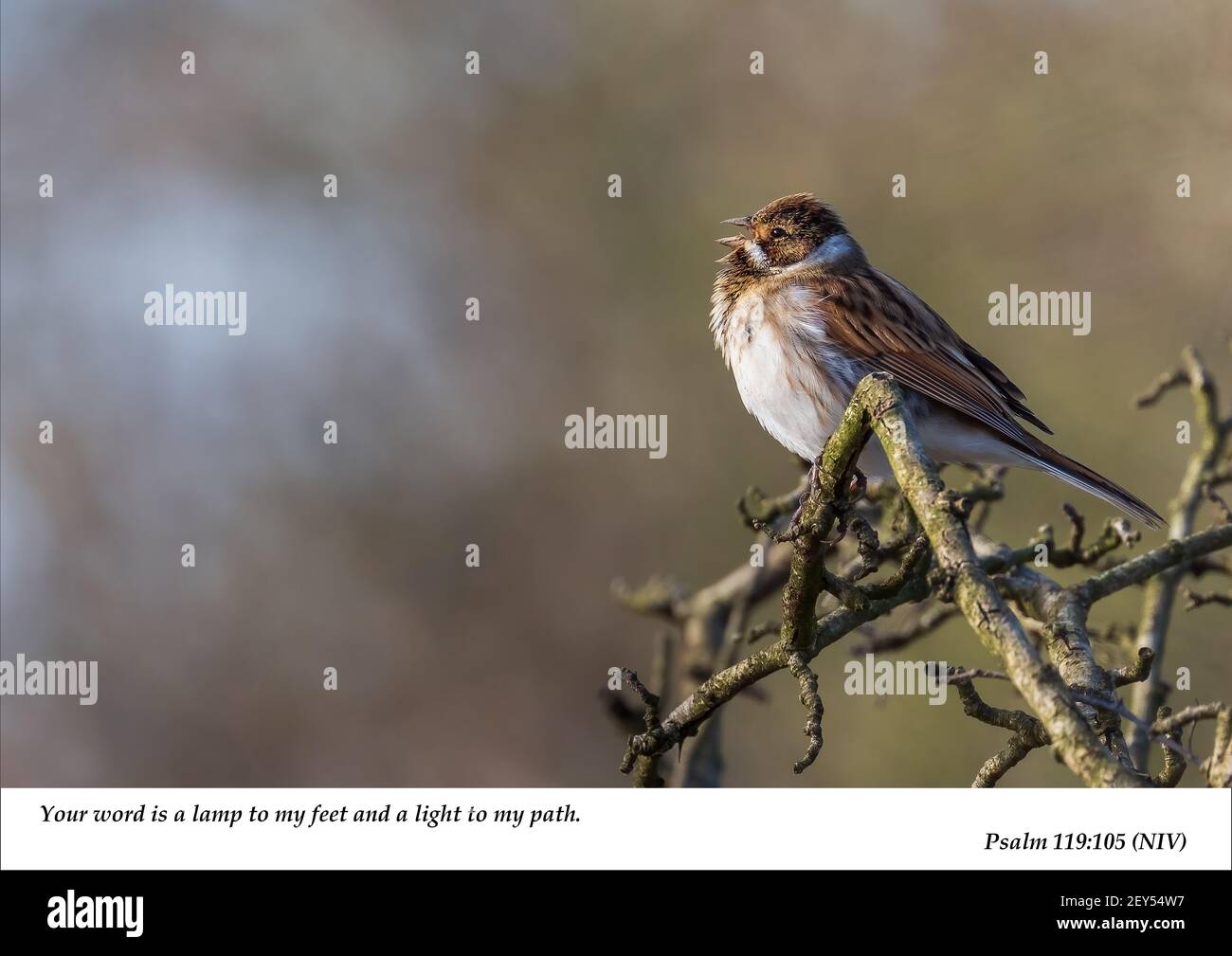 A single male Reed Bunting perched on a bush singing with its beak visibly open with associated Christian scripture from the old testament. Stock Photo