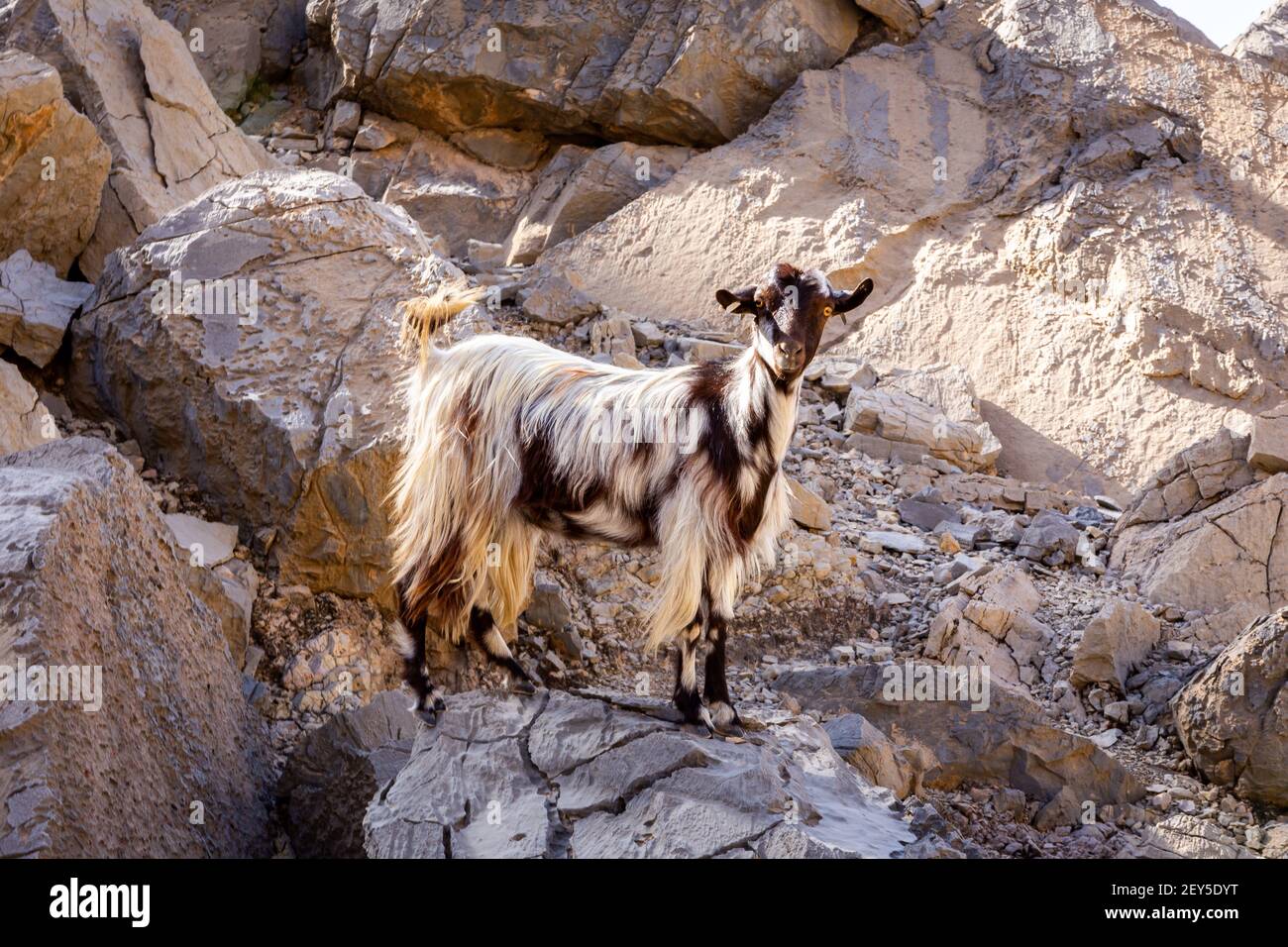 Black and white hairy female goat (doe, nanny) standing on the rocks in Jebel Jais mountain range, Hajar Mountains, United Arab Emirates Stock Photo