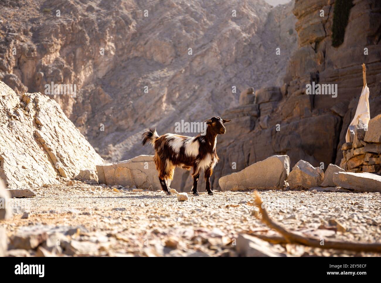 Black and white hairy female goat (doe, nanny) standing on the rocks in Jebel Jais mountain range with steep cliff in the background, Hajar Mountains. Stock Photo