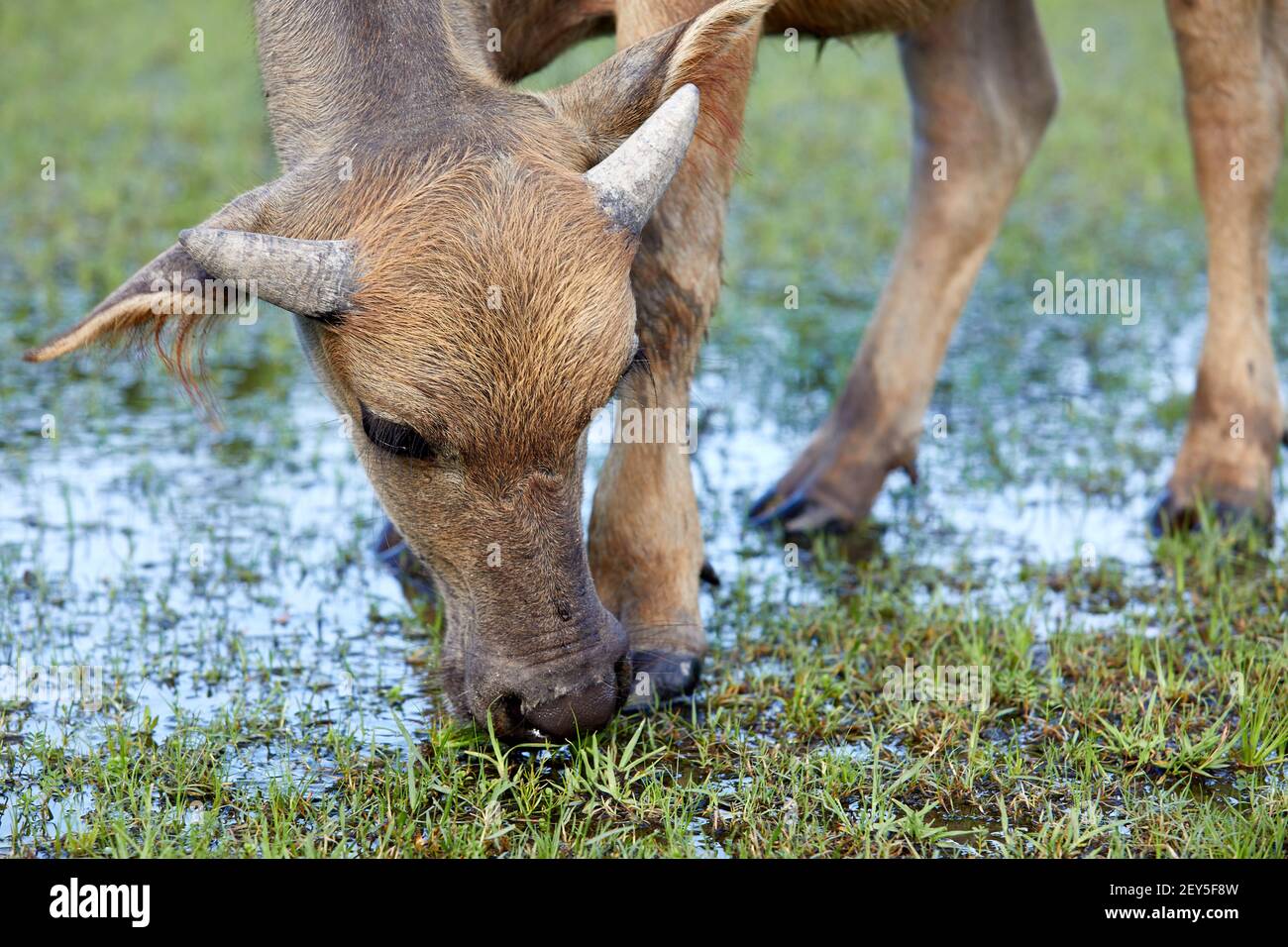 Feral, water buffalo (bubalus bubalis). Female calf. The buffalo are not native to Hong Kong. These are the descendants of animals that were importe Stock Photo