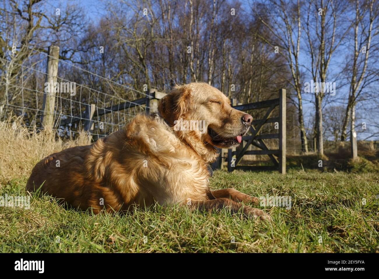 A Golden retriever dog lying on the grass enjoying the sunshine in the ...
