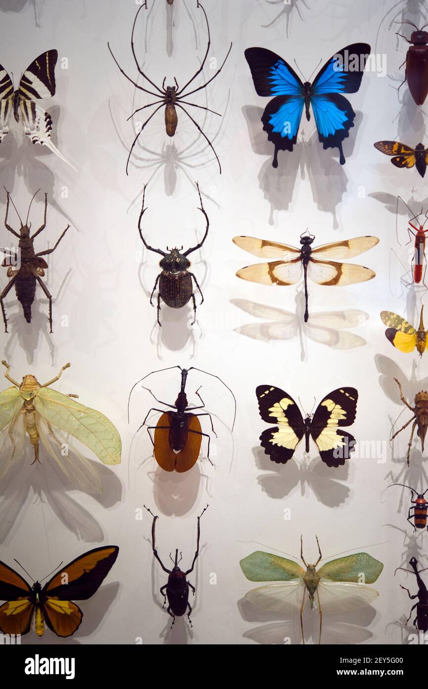 Insects collection at Royal Ontario Museum in Toronto Stock Photo