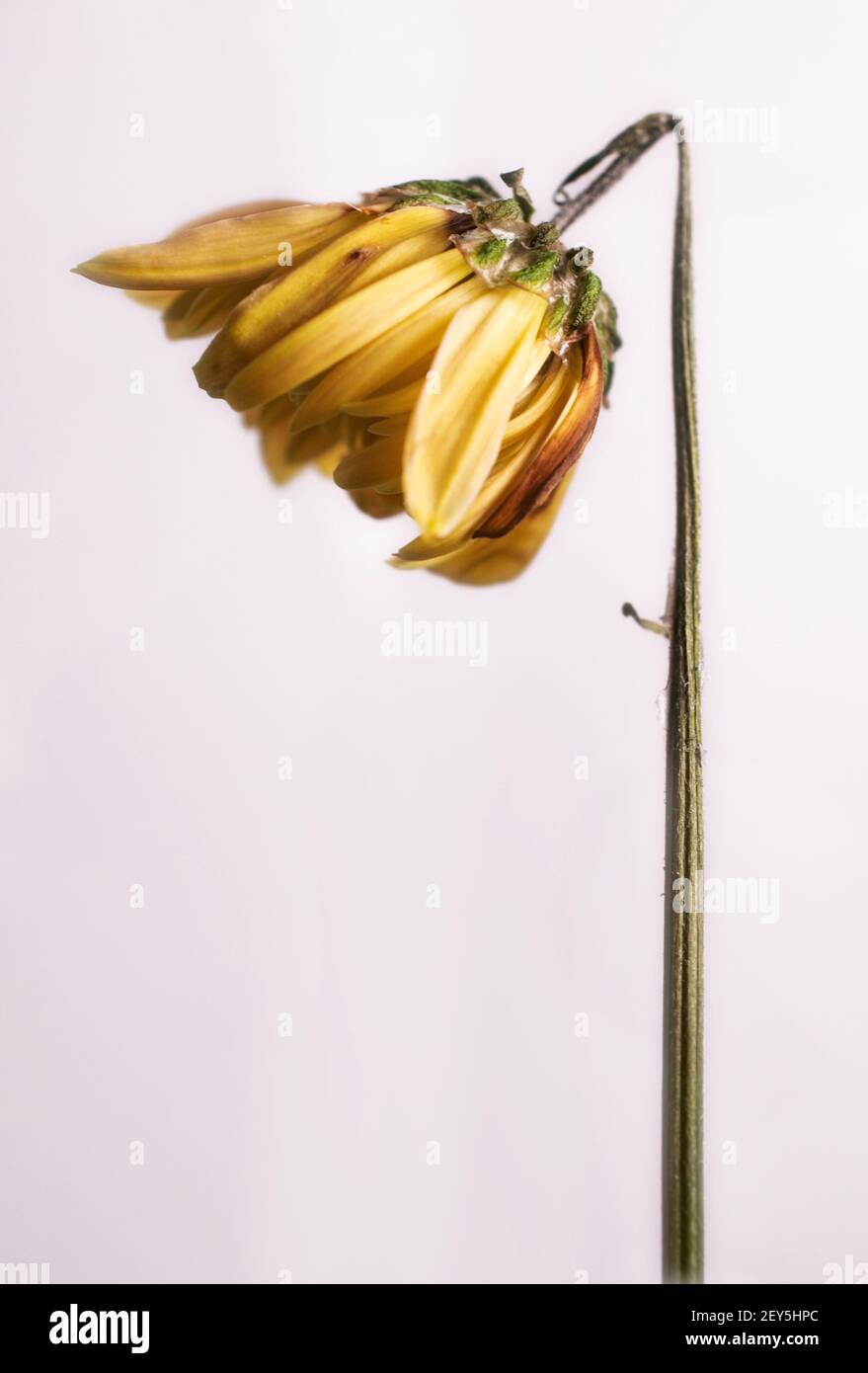 Small single yellow wilting flower Stock Photo