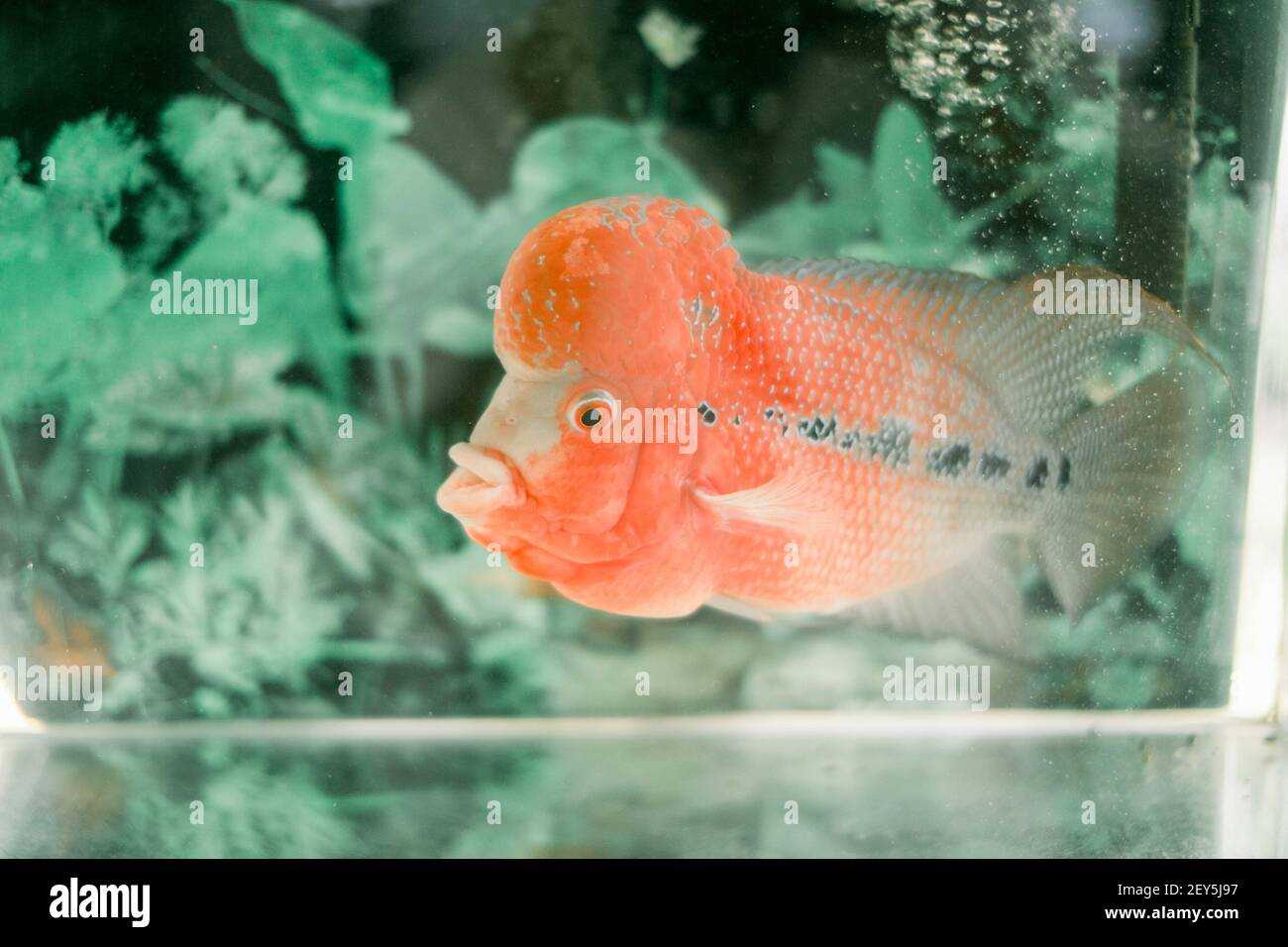 A Flowerhorn cichlid fish swimming in the aquarium Stock Photo