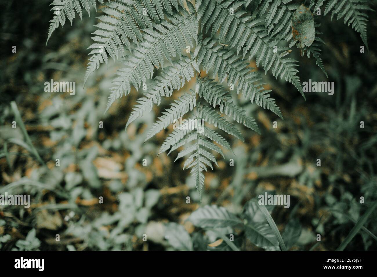 A hanging Diamondleaf fern frond with green small leaves Stock Photo