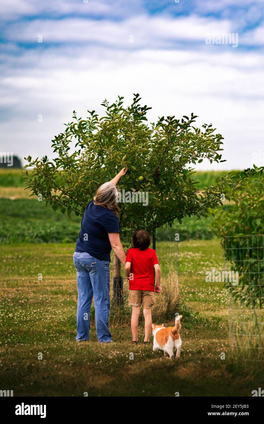 a mother and son picking apples from an apple tree on a farm Stock Photo