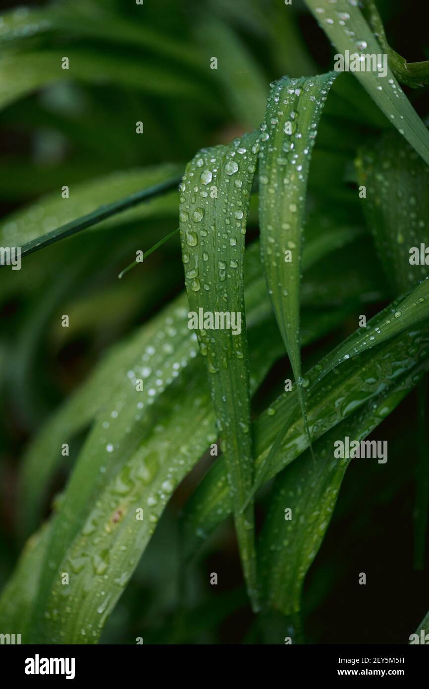 Dramatic raindrops on tiger lily leaves after spring rain Stock Photo