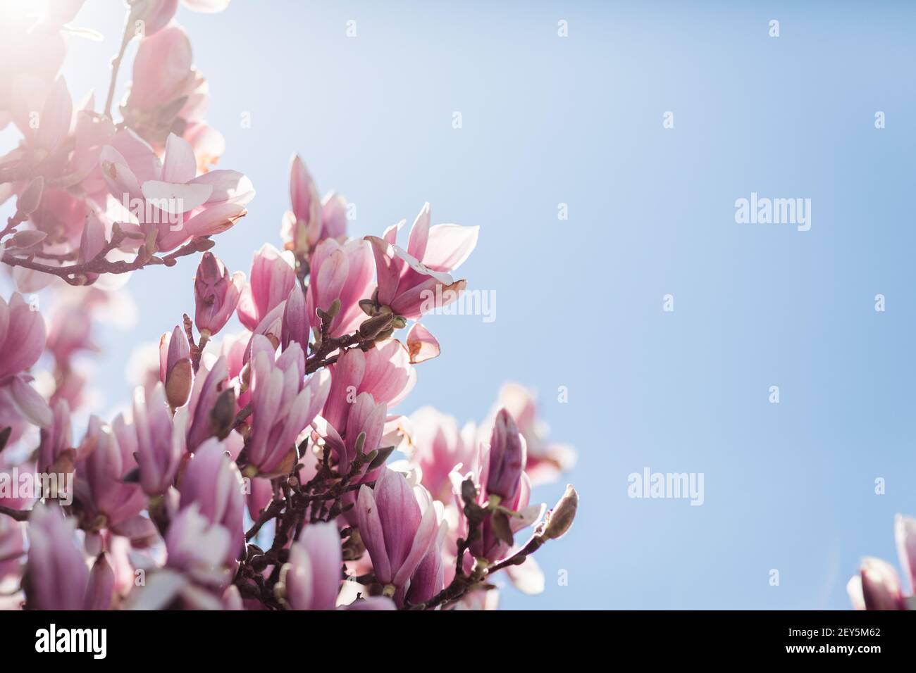 Pink and white magnolia blossoms against bright blue spring sky Stock Photo