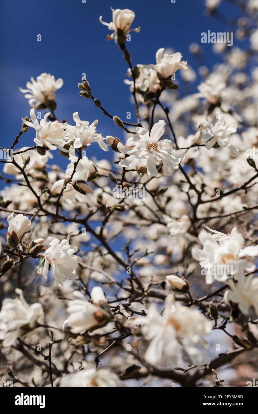 Lily magnolia hi-res stock photography and images - Alamy
