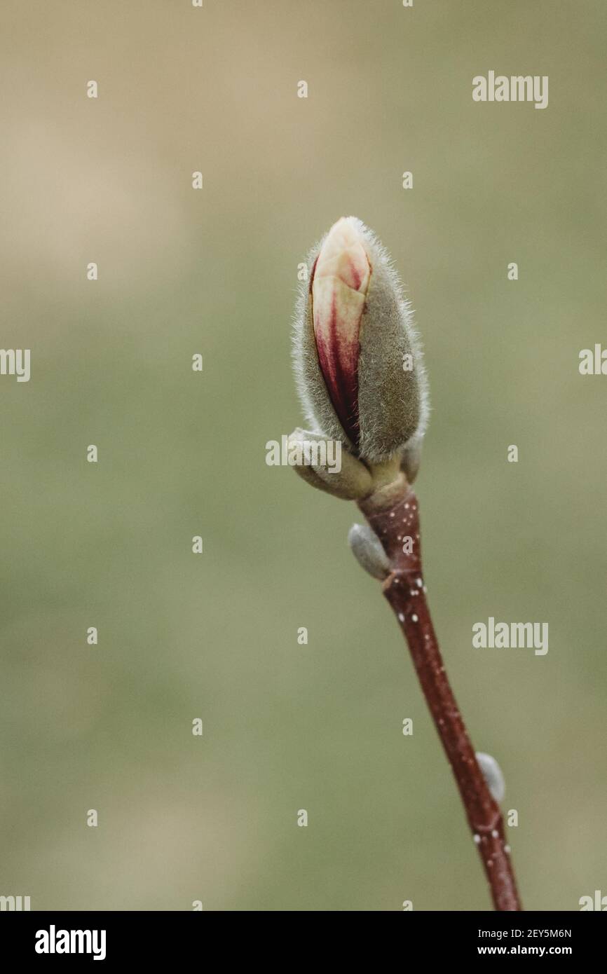 Pink And White Saucer Magnolia Blossoms On A Tree In Springtime Stock Photo Alamy