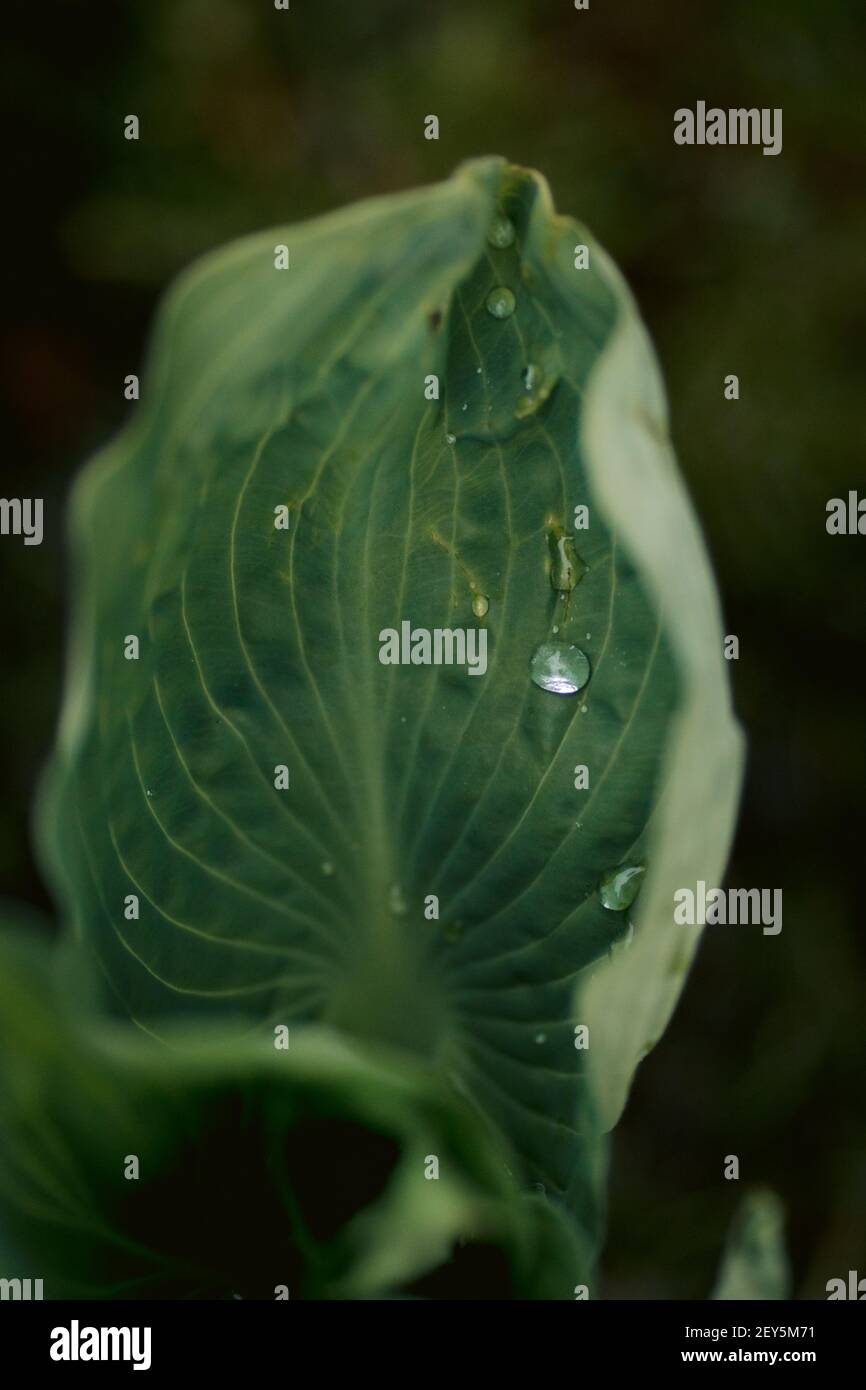 Bright raindrop on green hosta leaf after rainstorm in spring Stock Photo