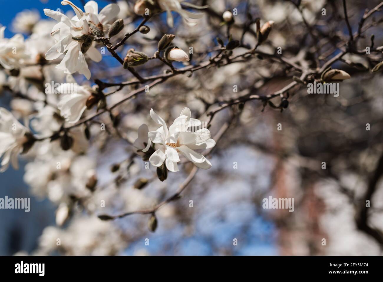 Lily magnolia hi-res stock photography and images - Alamy
