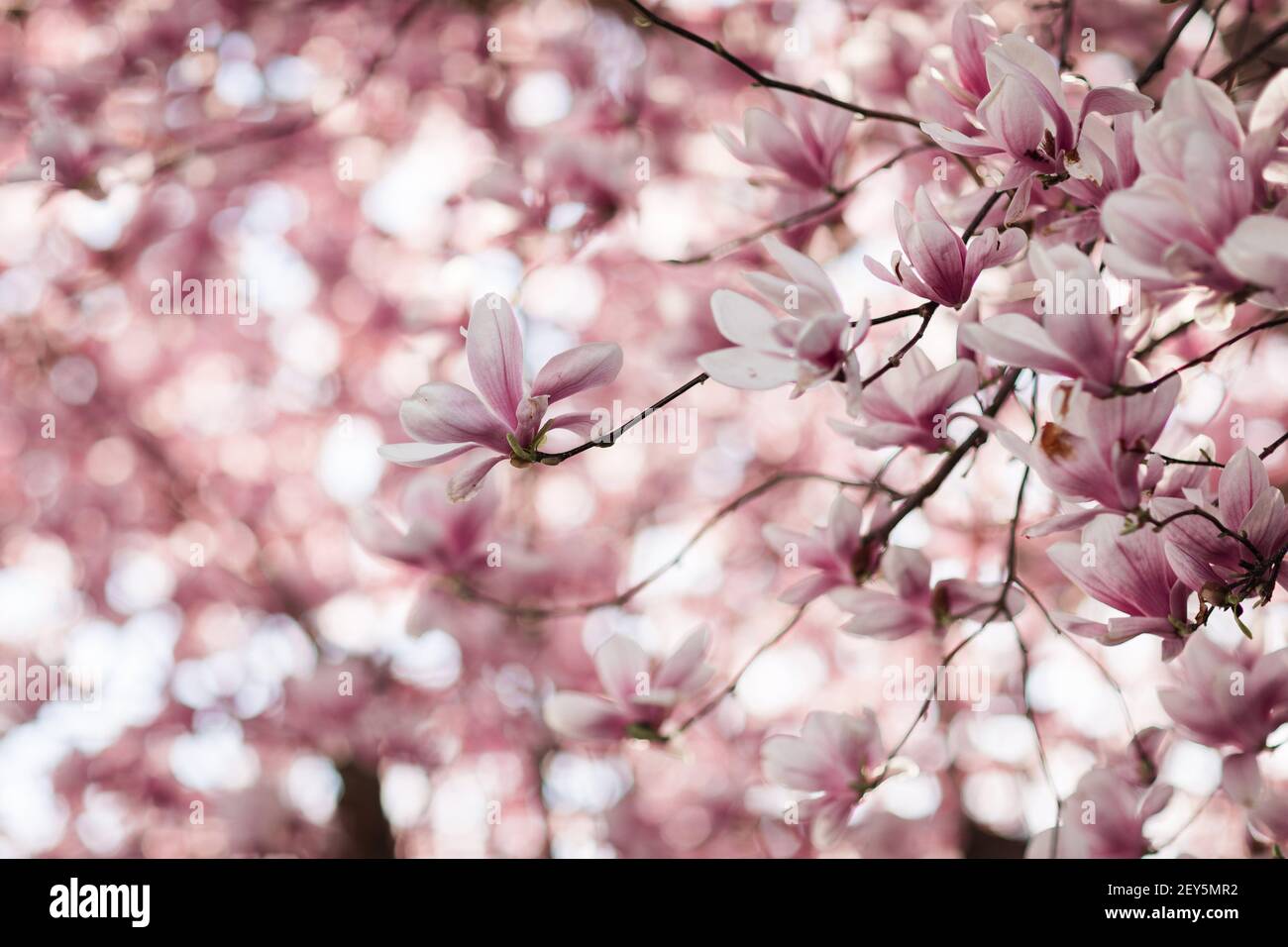 Saucer magnolia tree hi-res stock photography and images - Alamy