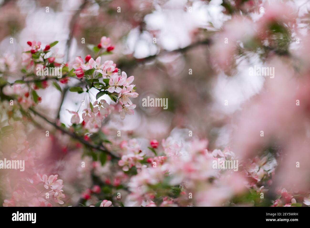 Light pink crabapple blossoms in springtime on a branch Stock Photo