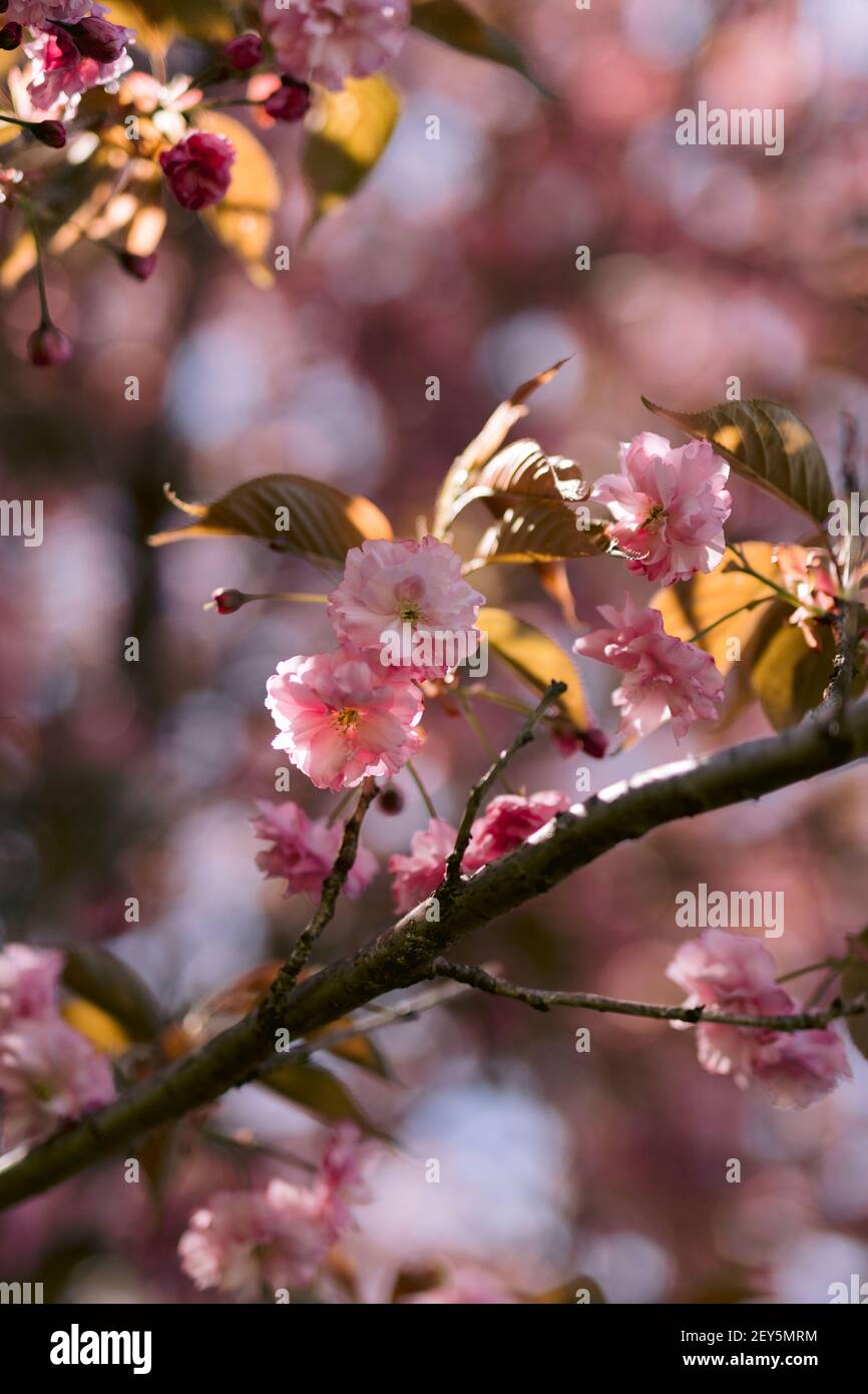Sweet pink cherry blossoms on a branch in sunlight in spring Stock ...