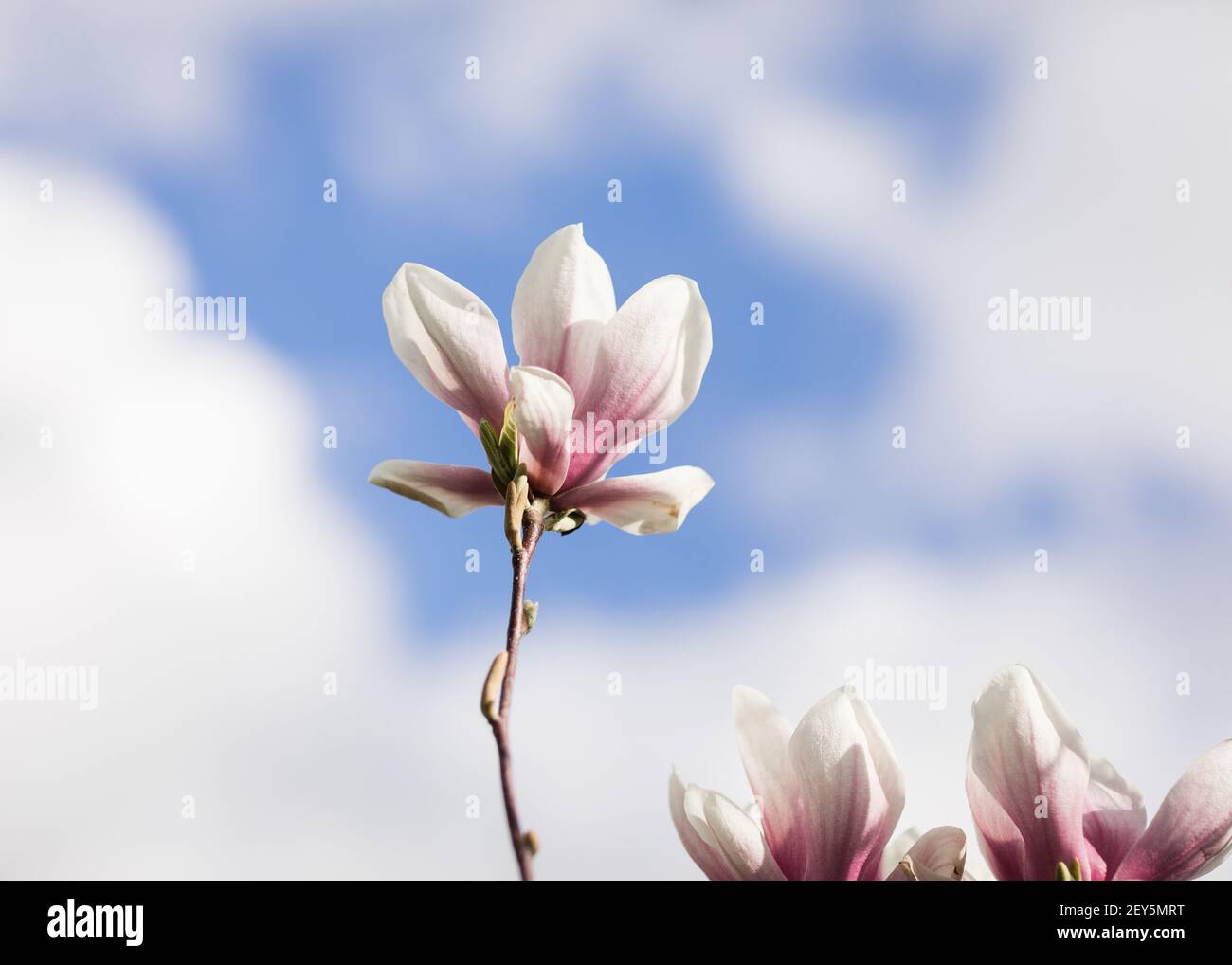 Pink and white magnolia blossoms against blue spring sky with clouds Stock Photo