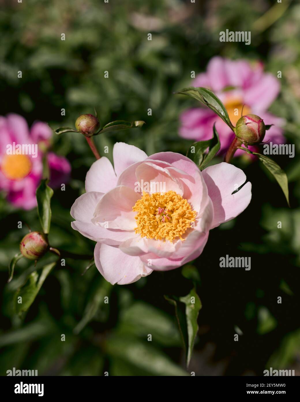 Chinese peonies blooming in a garden in the backyard in June Stock Photo