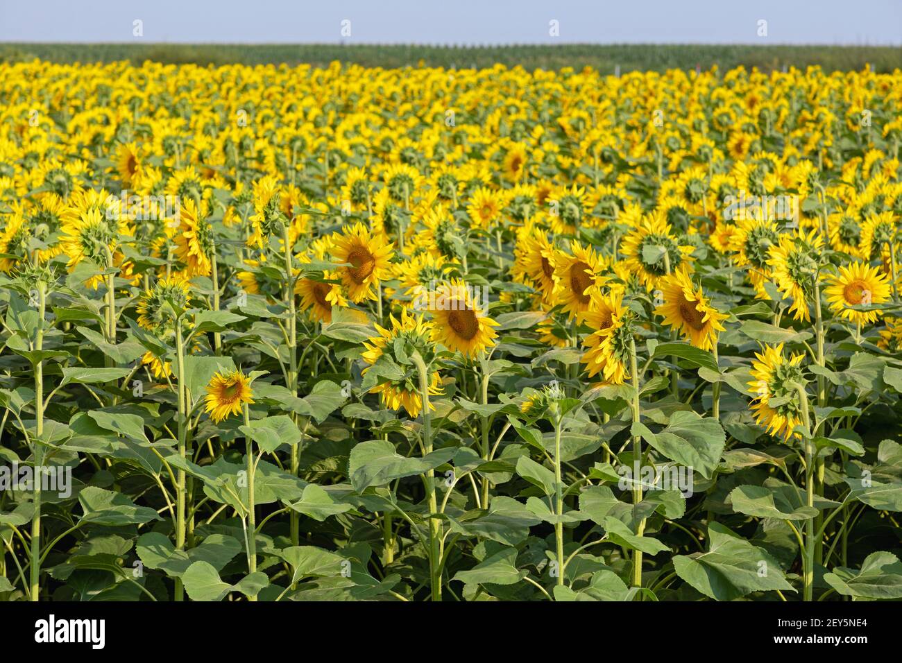 Big Field of Yellow Sunflowers at Summer Day Stock Photo - Alamy