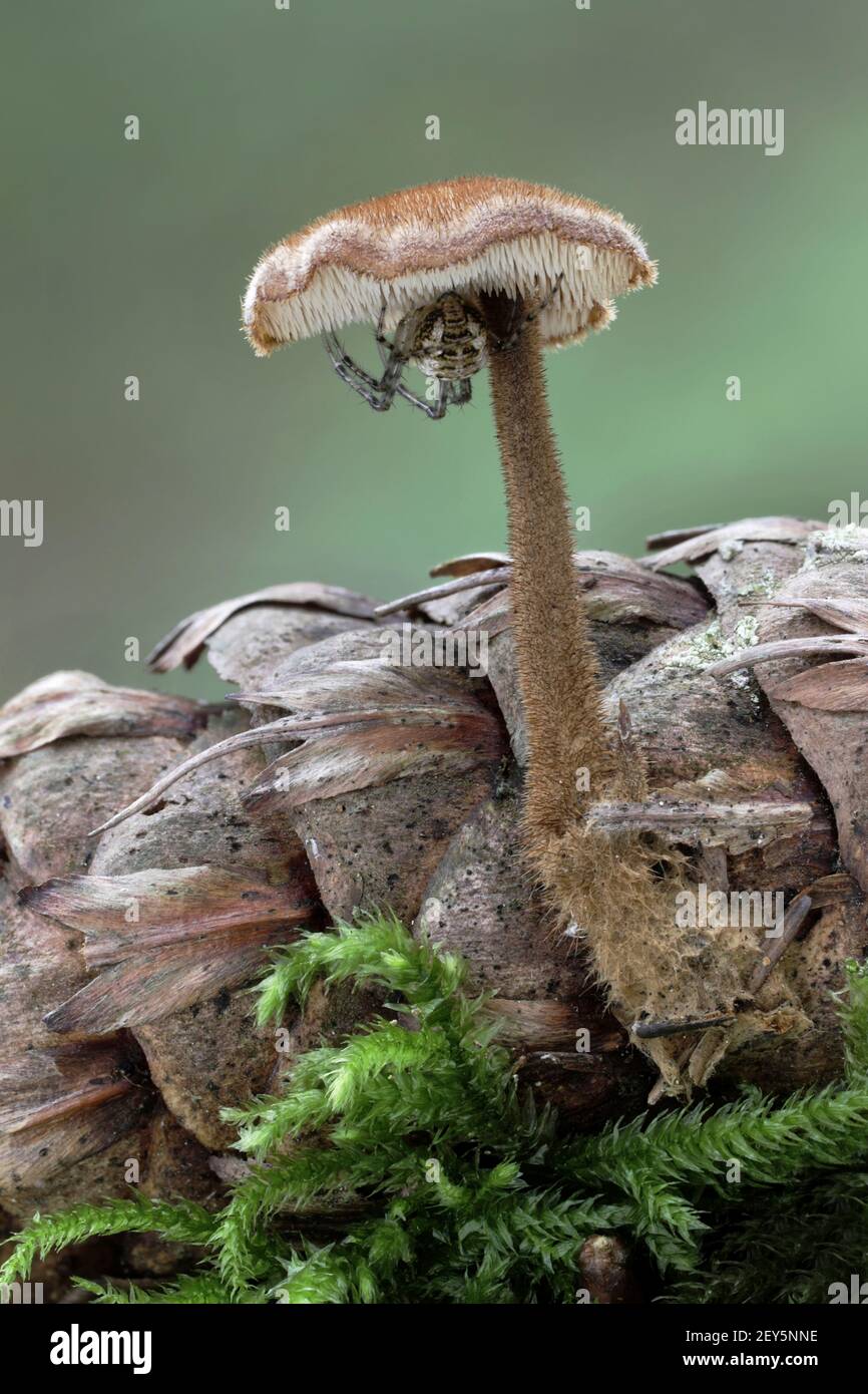 Earpick Fungus, Auriscalpium vulgare, toothed fungi with spider, october, Norfolk Stock Photo