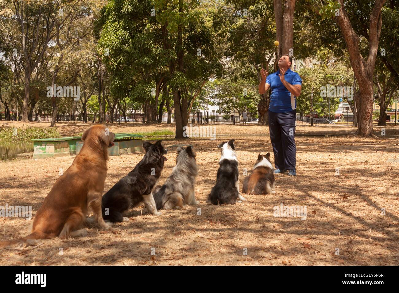 Dog trainer with border collie, shetland shepherd and golden retriever dogs Stock Photo