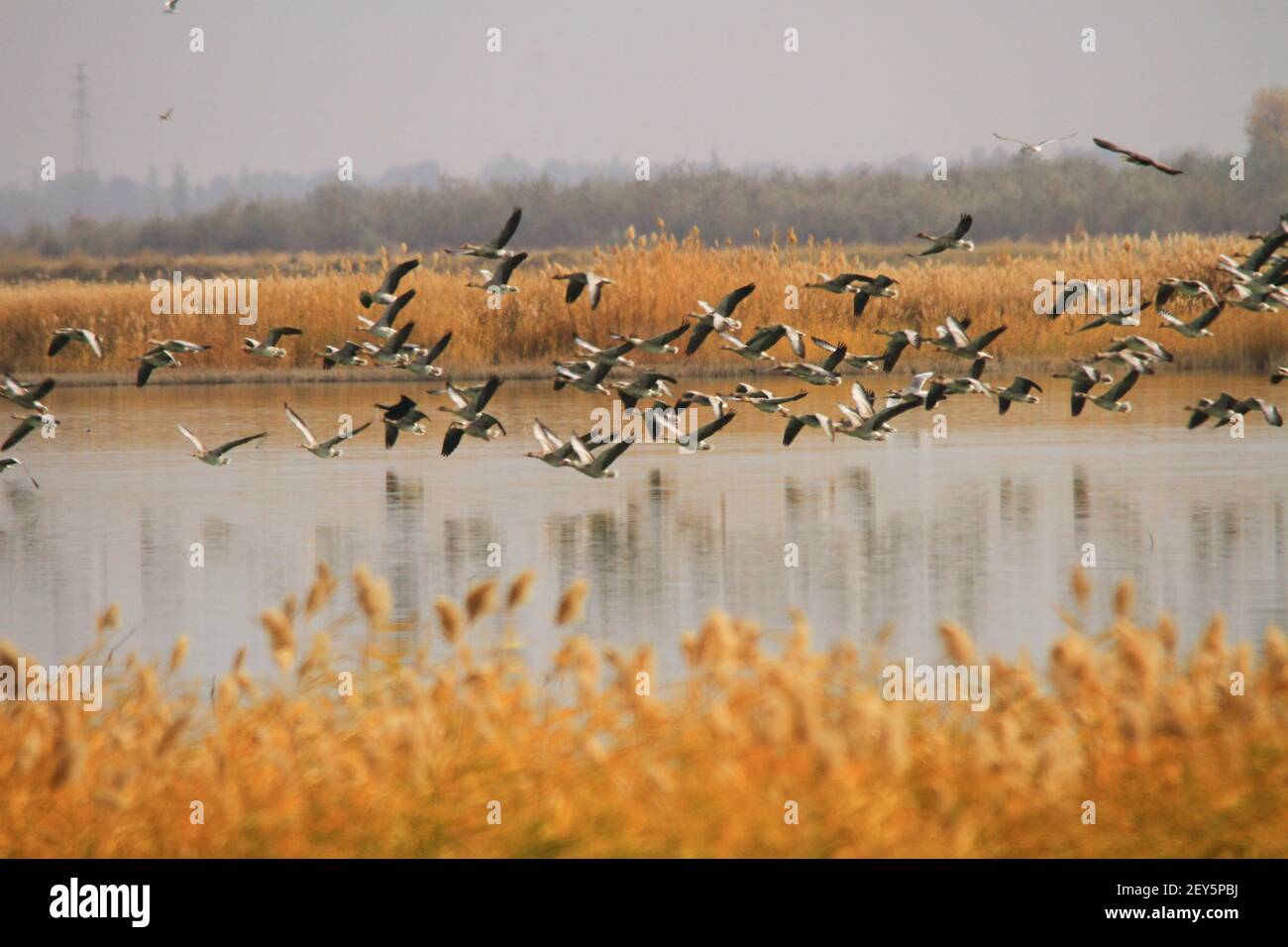 Thousands of wild geese resting at Zhangye wet land and preparing for south moving in Gansu, China on 26th October, 2014. (Photo by Top Photo/Sipa USA) Stock Photo