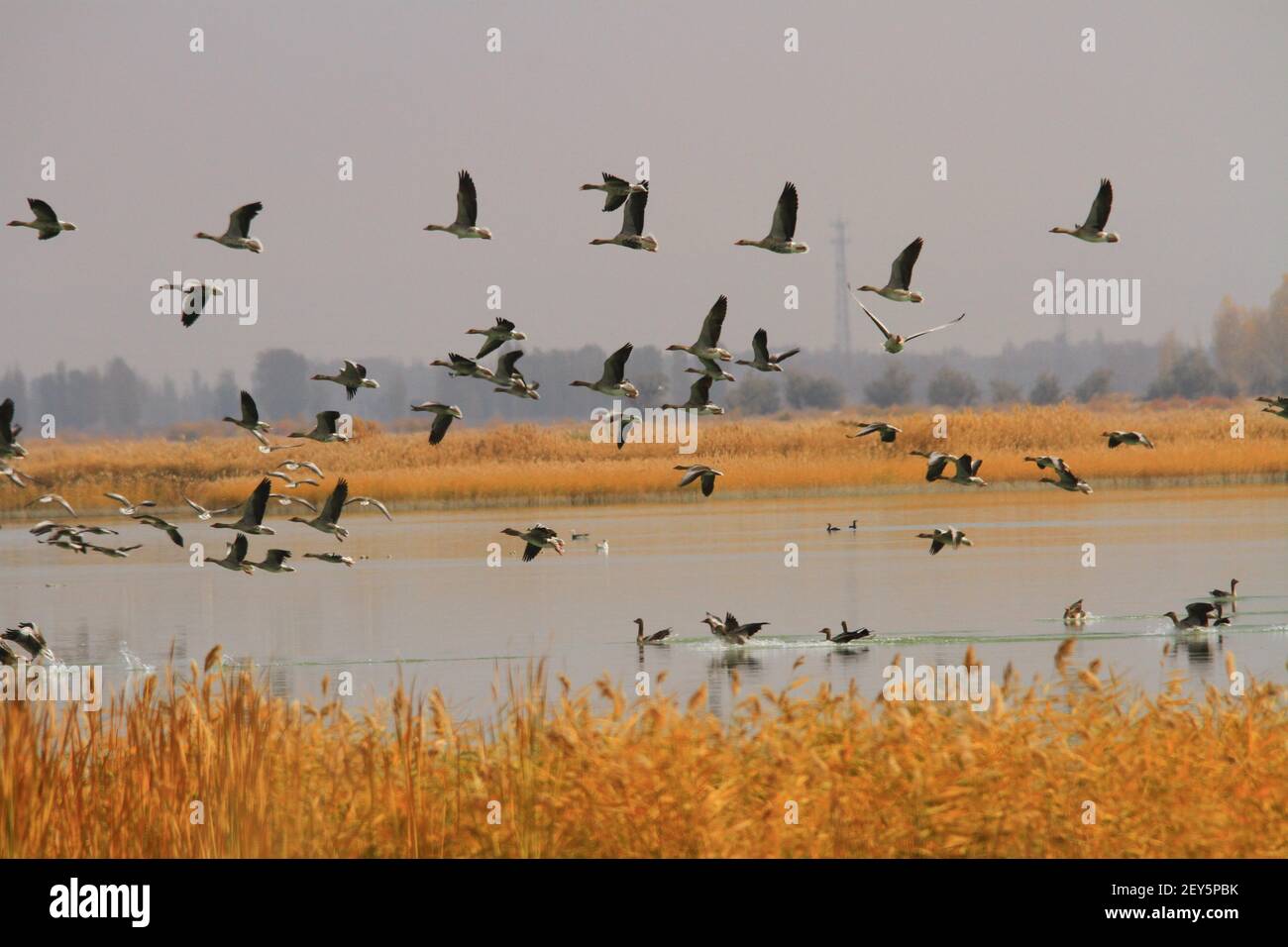 Thousands of wild geese resting at Zhangye wet land and preparing for south moving in Gansu, China on 26th October, 2014. (Photo by Top Photo/Sipa USA) Stock Photo