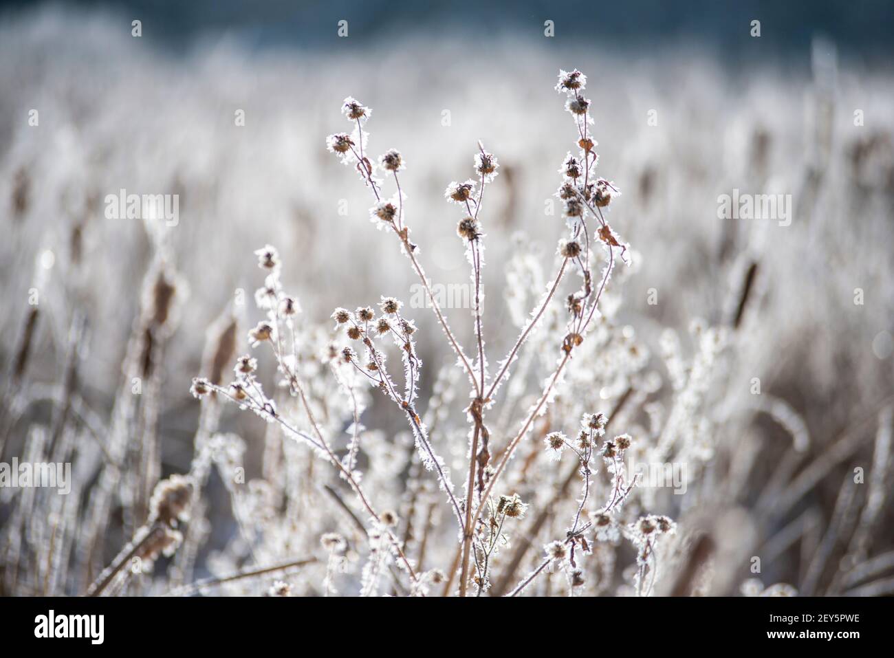backlit frost covered plants in field. Stock Photo