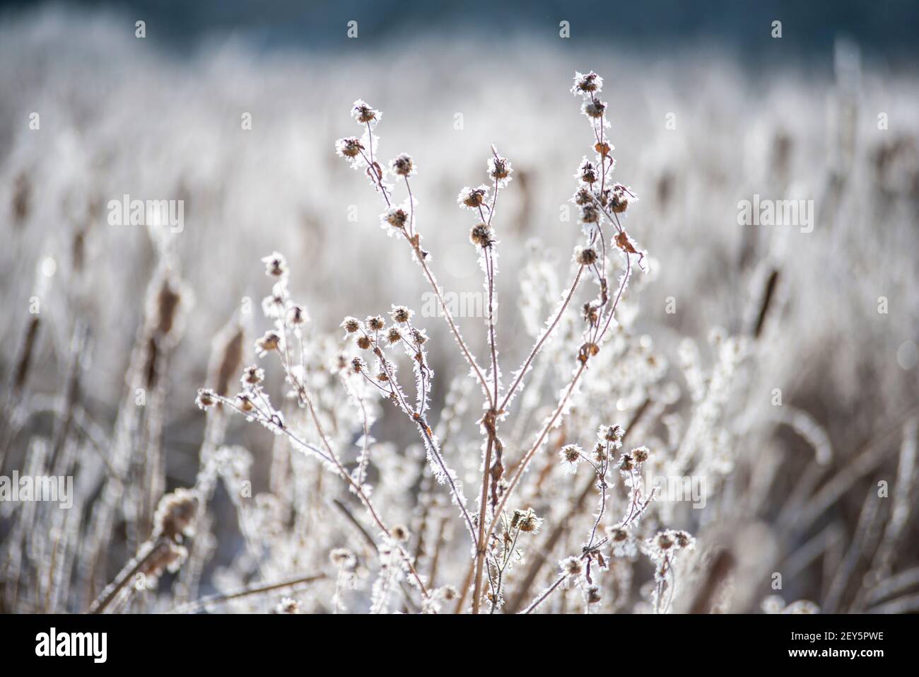 Frost covered plants hi-res stock photography and images - Alamy