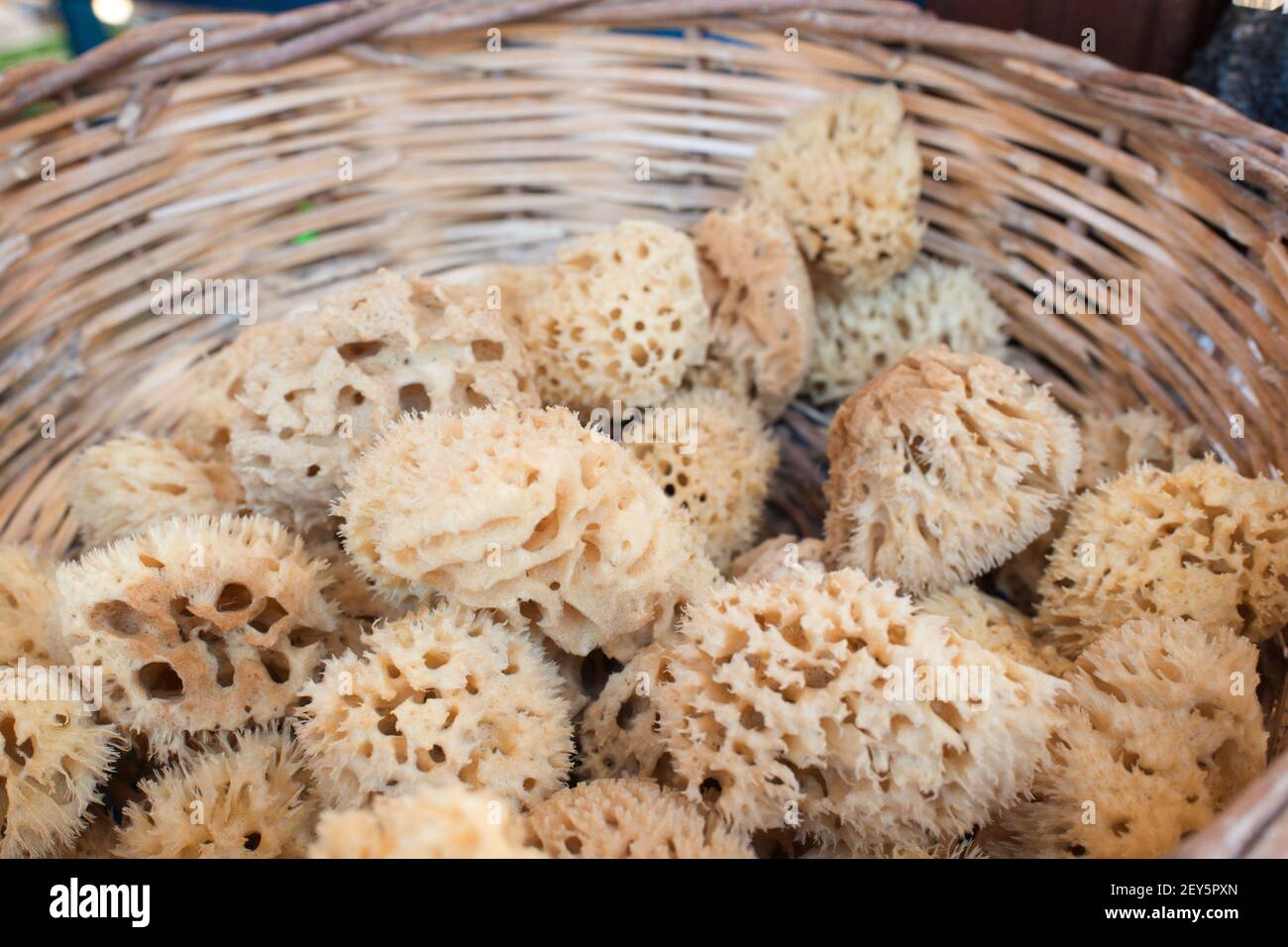 Natural greek sea sponge in a basket Stock Photo
