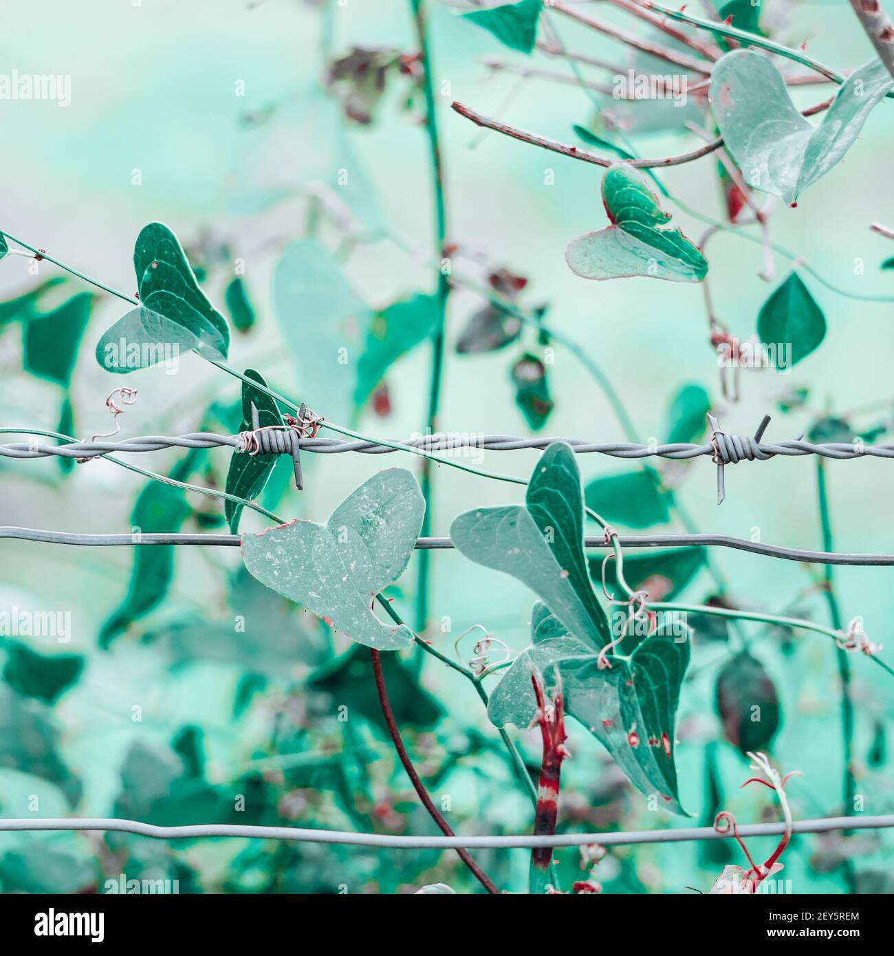 green plant leaves in the nature in spring season Stock Photo - Alamy